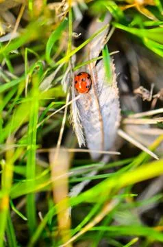 Ladybug on the green grass Stock Photos