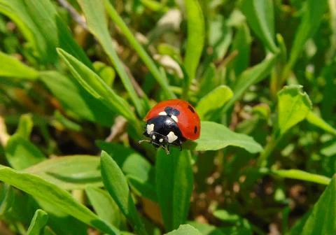 Ladybug on green grass in spring. Macro view Fotos de archivo
