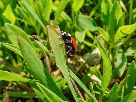 Ladybug on green grass in spring. Macro view 写真素材
