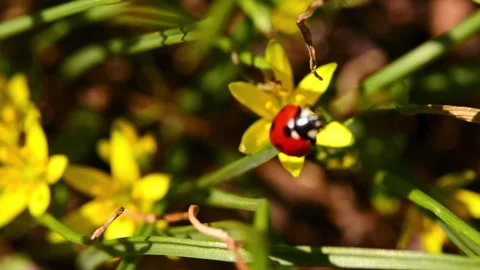 Ladybug on a green leaf 6 Stock Footage 179984760