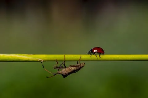 A ladybug is on a green leaf and a bug is on top of it Fotos Stock