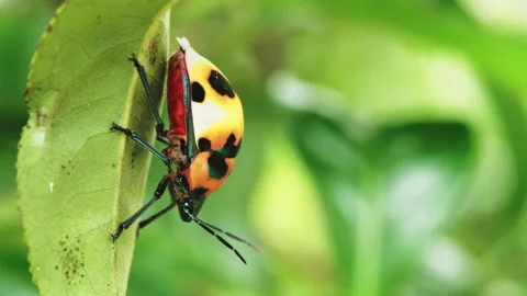 Ladybug on green leaf and doing its thing. Macro shot. Stock Footage 133154601