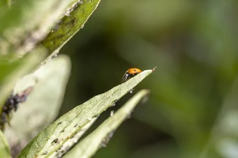 Ladybug on green leaf with aphids predator eating Stock Photos