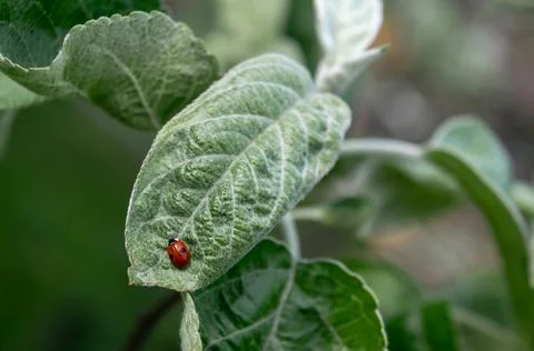 Ladybug on a green leaf of an apple tree. This insect destroys harmful insect Stock Photos