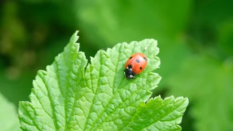 Ladybug on a green leaf. Beautiful nature background Stock Footage 144259825