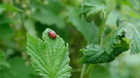 Ladybug on a green leaf. Beautiful nature background. 動画素材 152222335