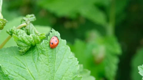 Ladybug on a green leaf. Beautiful nature background. Stock Footage 152222411