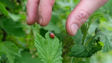 Ladybug on a green leaf. Beautiful nature background. Male fingers. Closeup Stock Footage 161793170