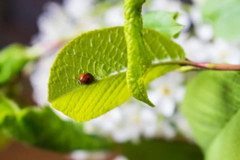 Ladybug on green leaf of bird cherry Stock-Fotos