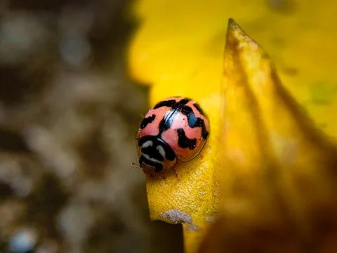 A ladybug in a green leaf captured in macro Fotos de archivo