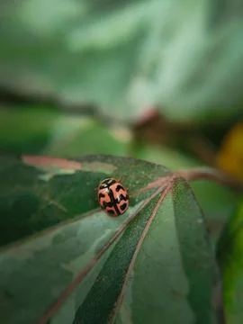A ladybug in a green leaf captured in macro Foto stock