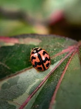 A ladybug in a green leaf captured in macro Fotos de archivo