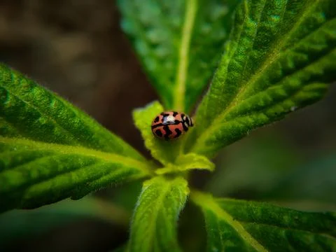 A ladybug in a green leaf captured in macro Fotos de archivo