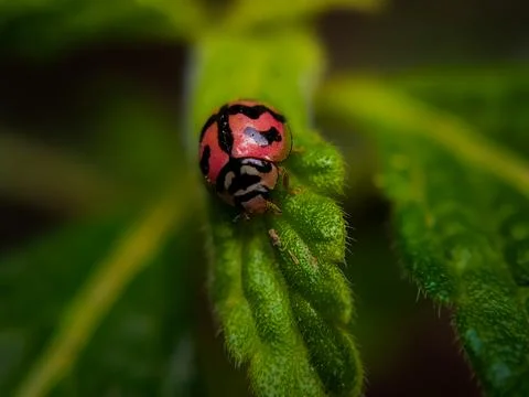 A ladybug in a green leaf captured in macro Foto stock