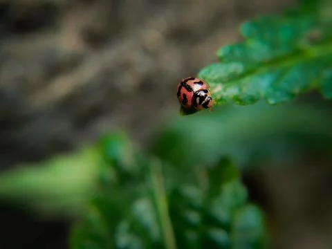 A ladybug in a green leaf captured in macro Fotos de archivo