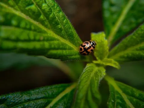 A ladybug in a green leaf captured in macro Fotos de archivo