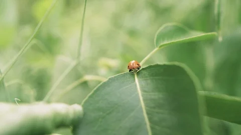 Ladybug on a green leaf close-up blurred background Stock Footage 111724566