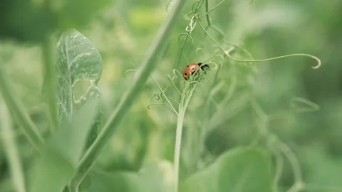 Ladybug on a green leaf close-up blurred background Stock Footage 111724768