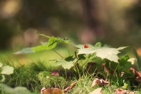 Ladybug on a green leaf close-up, macro, sunlight, blurred background with bo Stock Photos