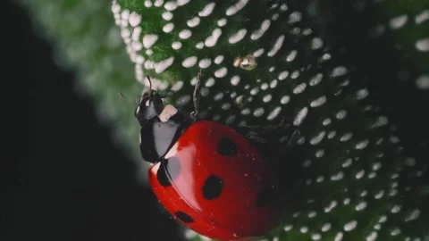 Ladybug on Green Leaf Closeup. Stock Footage 307263855