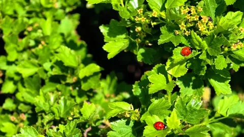 Ladybug on Green Leaf Closeup. Red ladybug walking on a green leaf. Video stock 307778240