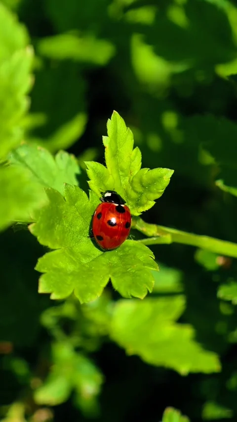 Ladybug on Green Leaf Closeup Vertical Cinematic 4K B-roll Footage Stock Footage 307778212