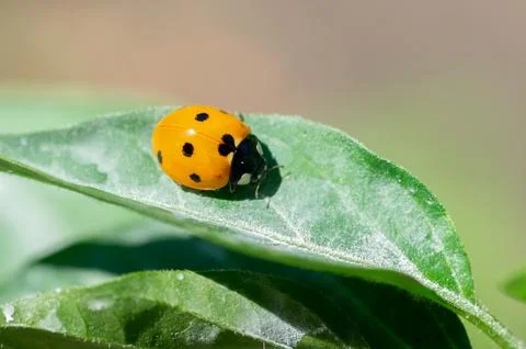 Ladybug on a green leaf Concept of vegetable garden, gardening.. Stock Photos