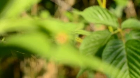 Ladybug on green leaf Stock Footage 58687526