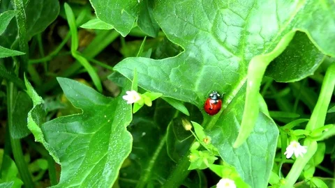 Ladybug on green leaf Stock Footage 74485239