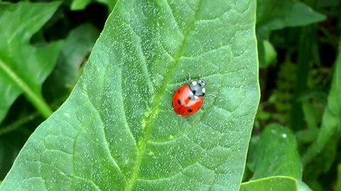 Ladybug on green leaf Stock Footage 74485663