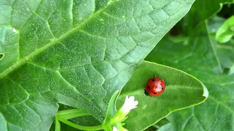 Ladybug on green leaf Stock Footage 74486301