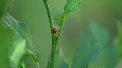 Ladybug on green leaf Video stock 89518569