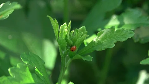 Ladybug on green leaf Stock Footage 89519031