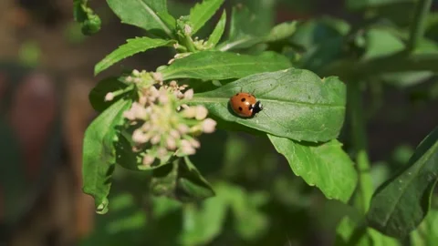 Ladybug on Green Leaf in Garden Macro Stock Footage 333397304