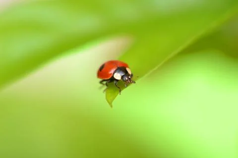 Ladybug on a green leaf in the grass, close-up ladybug. Stock Photos