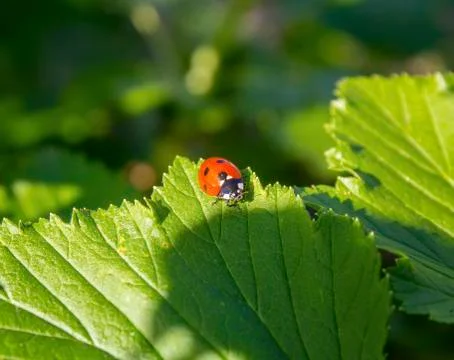 Ladybug on a green leaf hides in the shadow Stock Photos