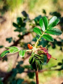 Ladybug on Green Leaf Macro Close-Up in Sunlight Foto stock