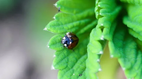 Ladybug on a green leaf macro Stock Footage 50165557