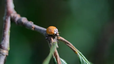 Ladybug on a green leaf macro Stock Footage 138301923