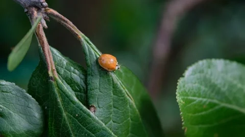 Ladybug on a green leaf macro Stock Footage 138386768