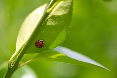 Ladybug on green leaf. Macro insect nature closeup. Red beetle on foliage. Na Stock Photos