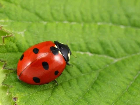 Ladybug on the green leaf, macro Stock Photos