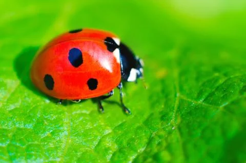 Ladybug on a green leaf macro Stock Photos