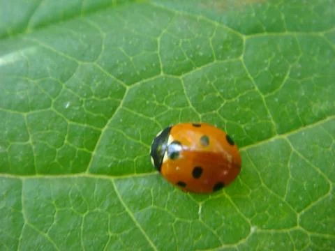 Ladybug on the green leaf, macro shot . Stock Photos
