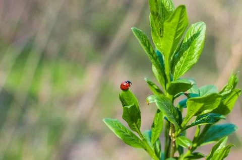 Ladybug on a green leaf on natural background Stock Photos