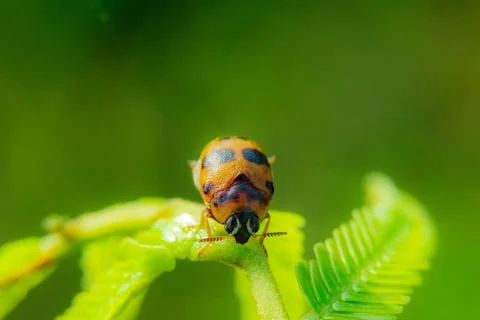 Ladybug on green leaf, natural background. Stock Photos