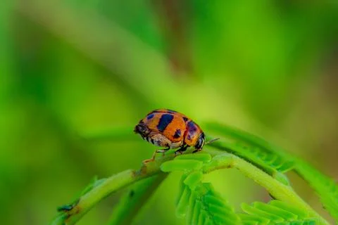 Ladybug on green leaf, natural background Stock Photos