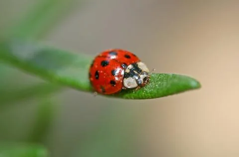 Ladybug on green leaf Stock Photos