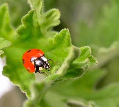 Ladybug on  green leaf Stock Photos