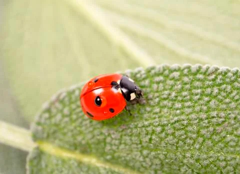 Ladybug on  green leaf Stock Photos